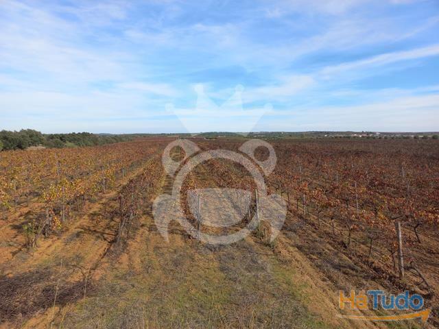 Vinha Premium com 11,75 ha em Reguengos de Monsaraz | 26063920317
