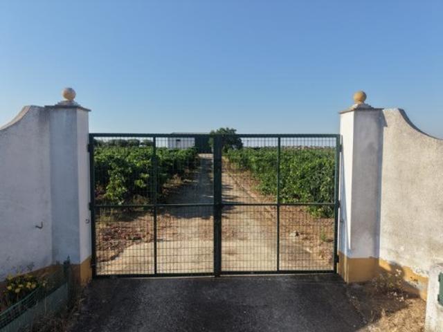Vinha zona do regadio com casão 159 m2