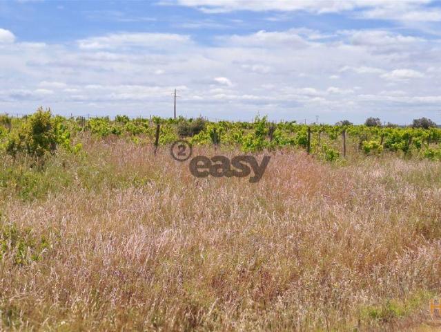 Vinha com 3 hectares na Região Vinícola da Vidigueira | 26064087365