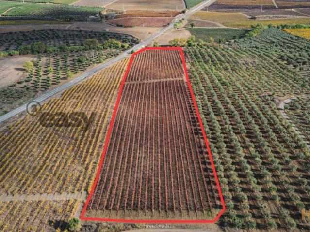 VINHA COM 1,87 HECTARES NA VIDIGUEIRA PARA VENDA | 26064075409