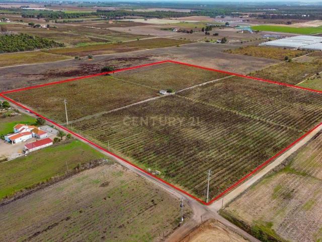 Vinha com 6 Hectares em Pegôes