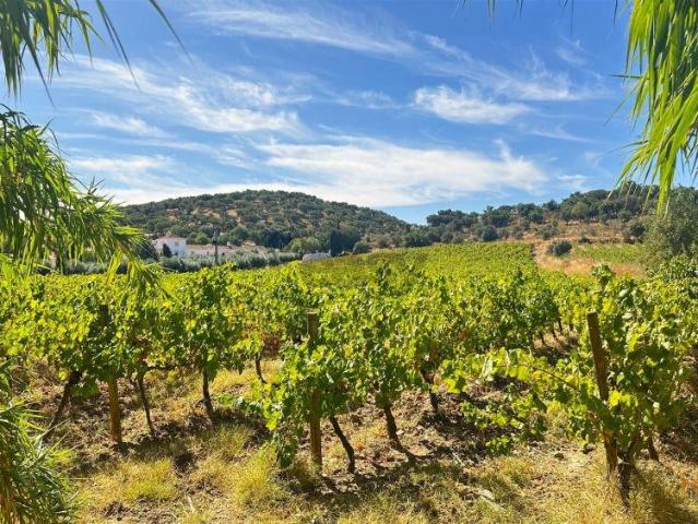 Vinha de Sequeiro Em Borba Exclusividade no Coração do Alentejo | 26064075398