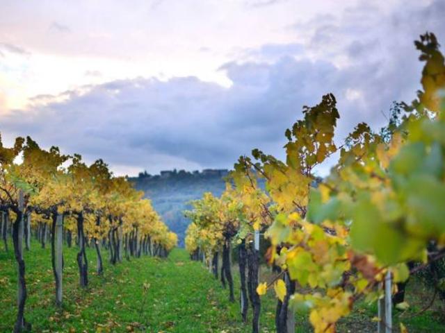 Vino nel Mondo.
