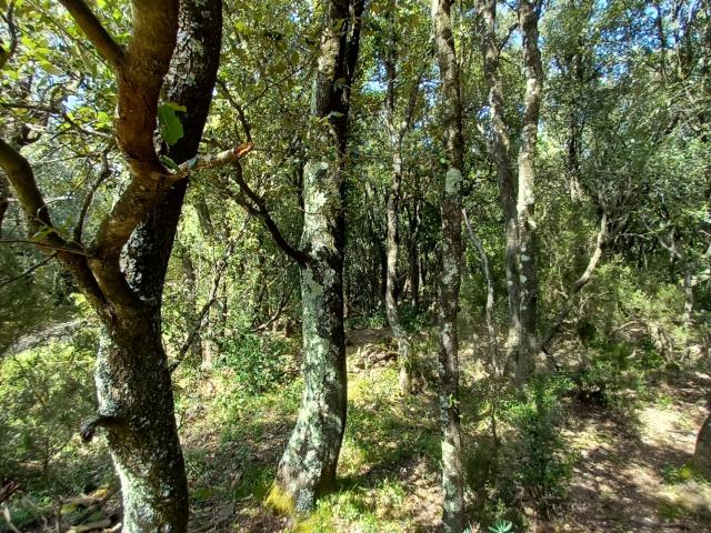 Vieussan Vente Terrain 34