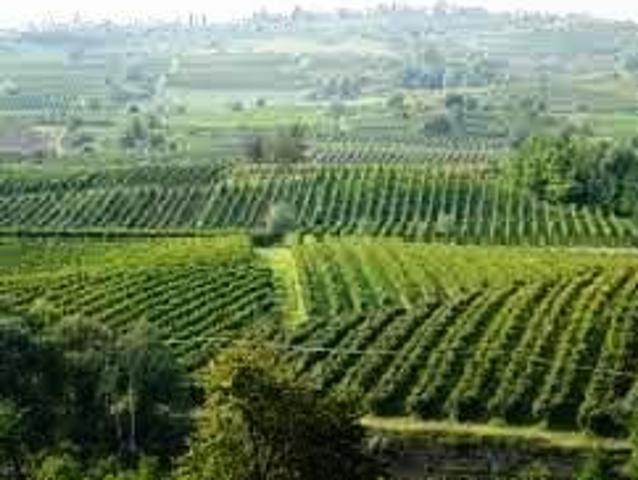 Vigna Vigneto colline Oltrepo' Pavese e Piacenza