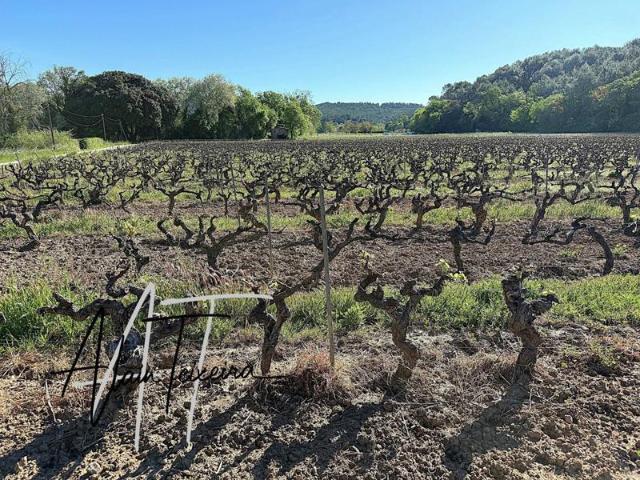 Vignes en production