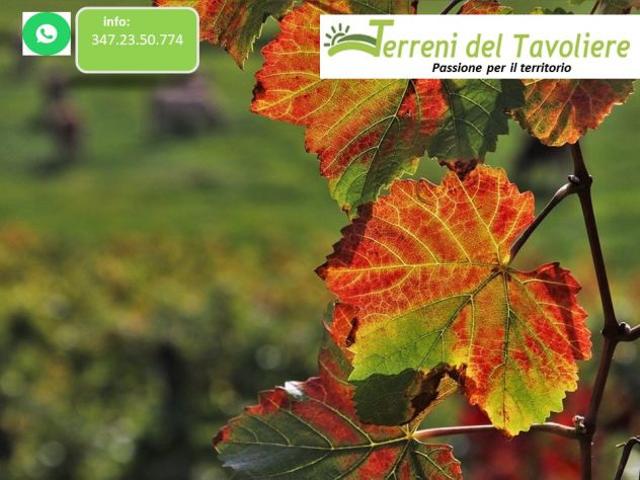 vigneto citaforte san severo