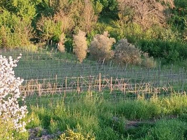 Vigneto in gestione