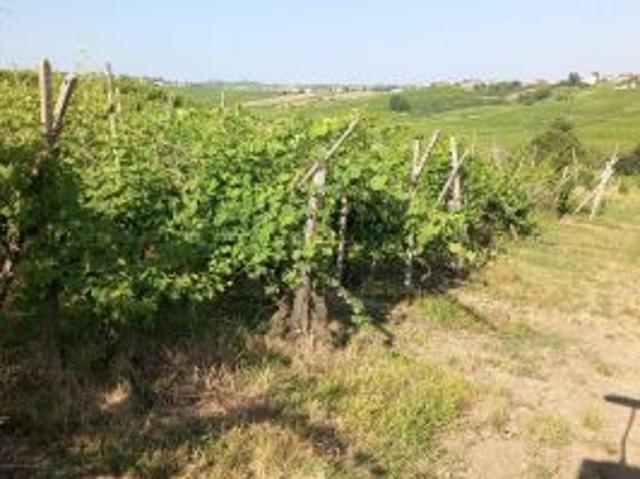 vigneto in salute