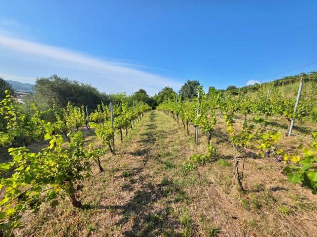 Vigneto in vendita a Montecchio Maggiore