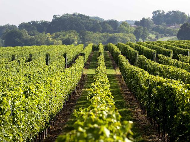 Vignoble