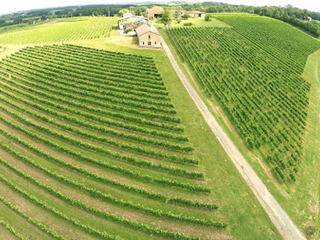 Vignoble