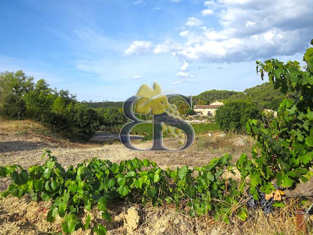 Vignoble