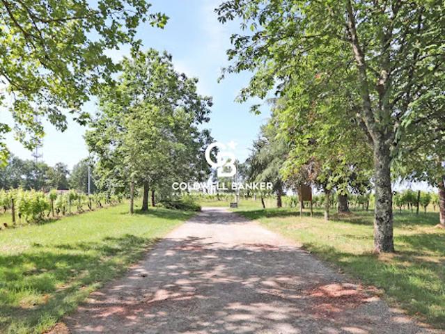Vignoble