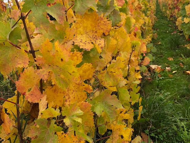 Vignoble