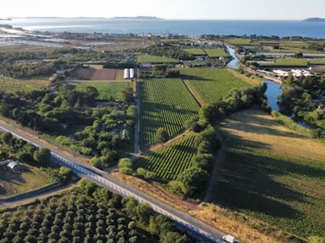 Vignoble