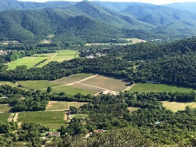 Vignoble