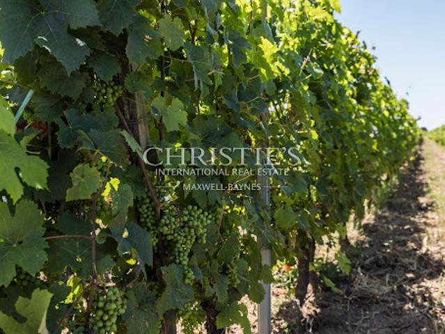 Vignoble avec piscine