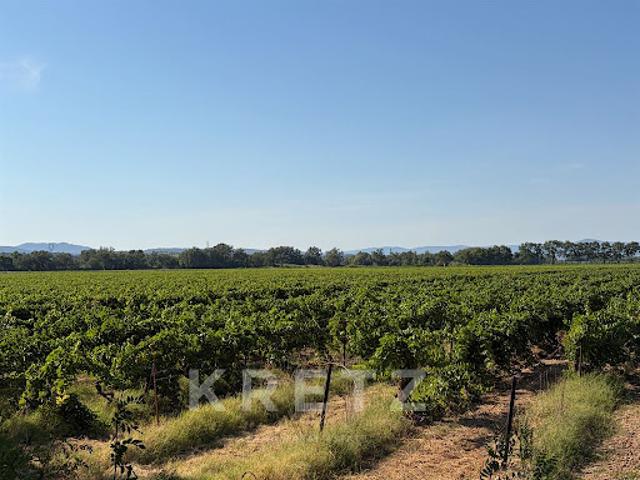 Vignoble avec piscine