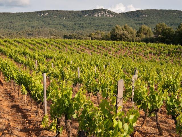 Vignoble avec piscine