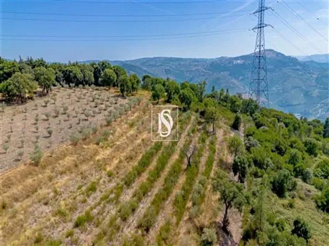 Vila Real Peso da Régua 105188134