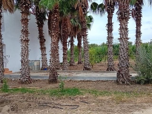 Villa terrain 1,5 hectare, puit, arbres fruitier