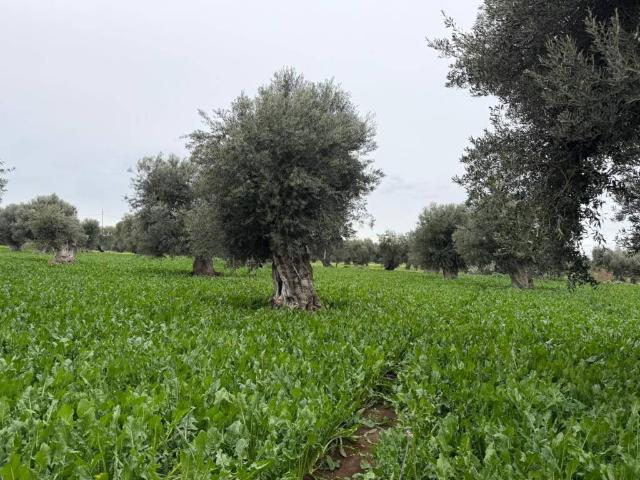 Villa in vendita a Monopoli BA