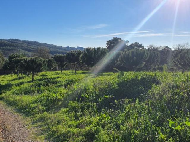 villa Santarém Ferreira do Zêzere 2240 DLS98918380