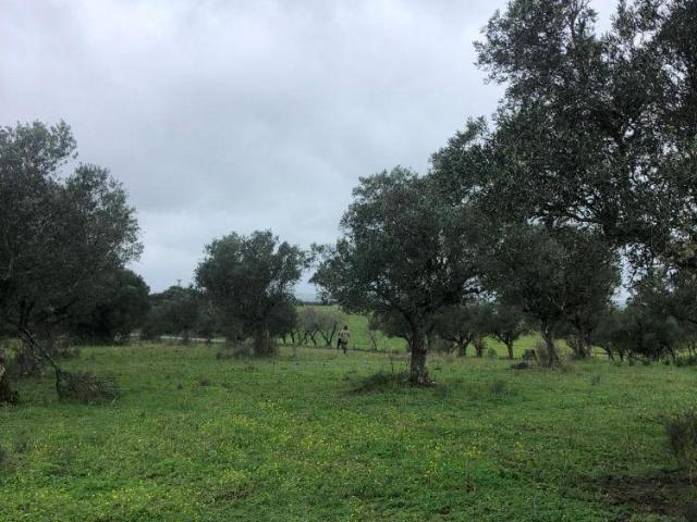 villa Setúbal Alcácer do Sal 7595 DS101508191