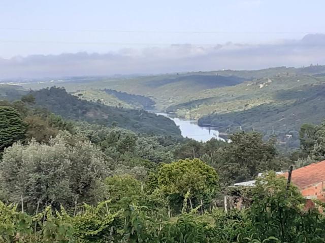 Vistas para o Mondego | 1 Hectare | Ruína em Granito | Um Refúgio de Verdade