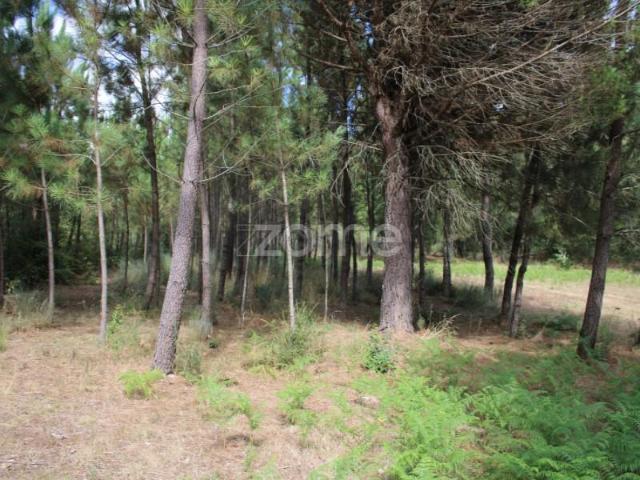 Viseu Viseu 87065904