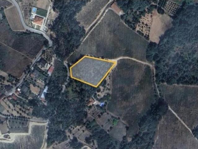 Viseu Viseu 99729743
