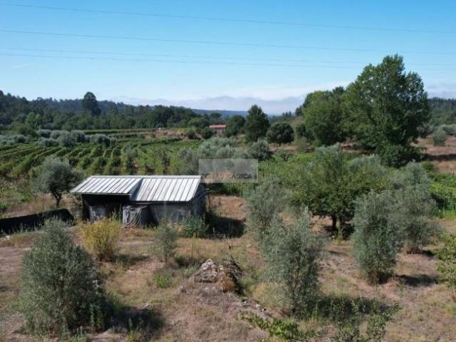 Viseu Viseu 101398446