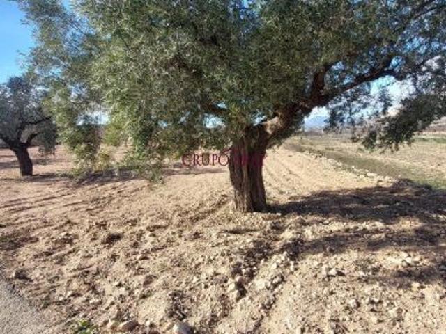 Vive el campo cerca del pueblo: finca rústica con opción de construcción
