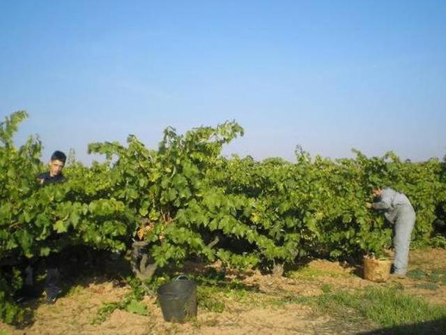 Viña Cordovín Cordovin La Rioja
