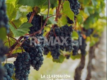 VIÑEDO BOUTIQUE EN VENTA EN TOCOZAUTLA HIDALGO