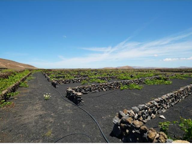 Viñedo Productivo en Tinajo: 5.000 kg/año