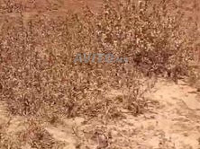 واد المالح سيدي موسى بن علي