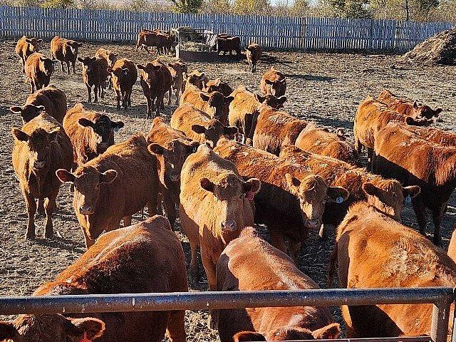 Wanted Pasture
