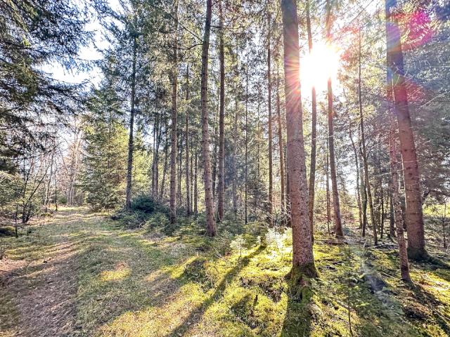 Waldfläche mit 47.509 m² – naturnaher Bestand mit gesicherter Zufahrt