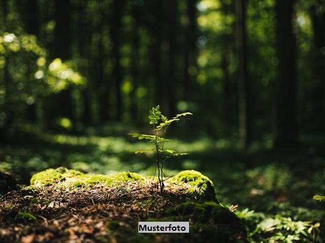 Waldfläche