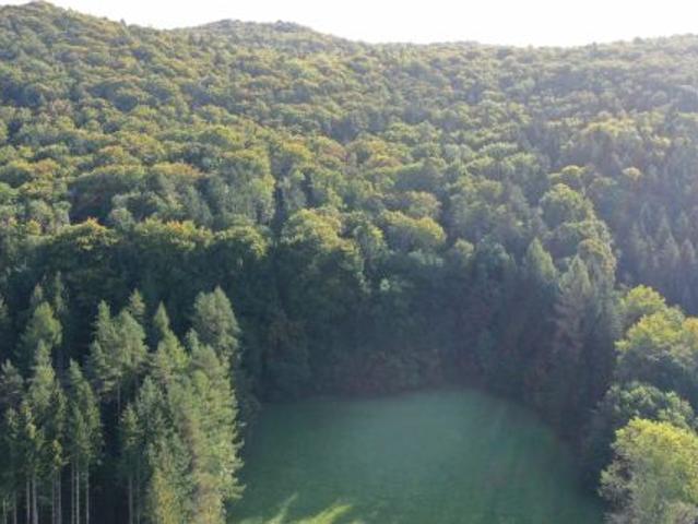 Waldstück mit 90% Buchenanteil bei Kirchensittenbach