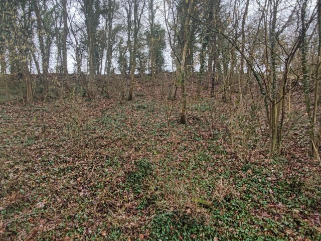 Waldrand groß hell.