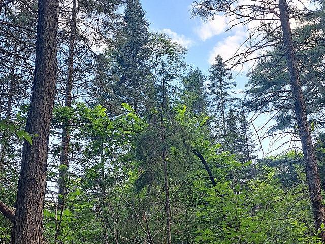 Waterfront Vacant River Lot 1 Acre 1 Hour From Ottawa
