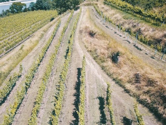 Weingarten in Aussichtslage im Weinbaugebiet Wachau Weingarten, Landwirtschaftliche Flächen Grundstück in der Wachau Kein Baugrundstück!
