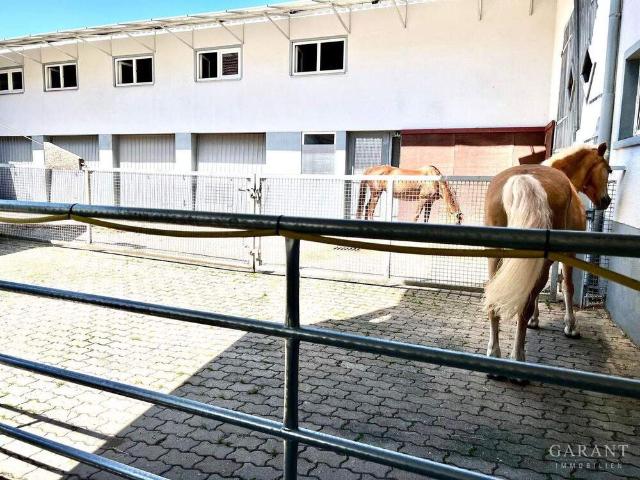 Wo Pferde zuhause sind und Reiter glücklich werden!