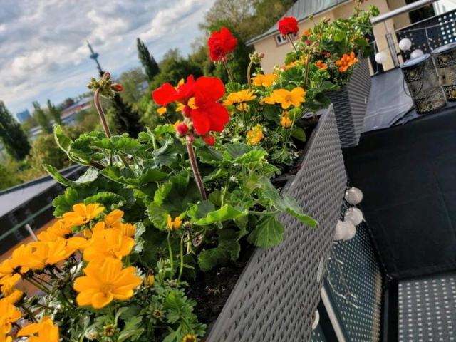 Wohnung, Penthouse, 3 Zi Vollmöbliert, Heddernheim