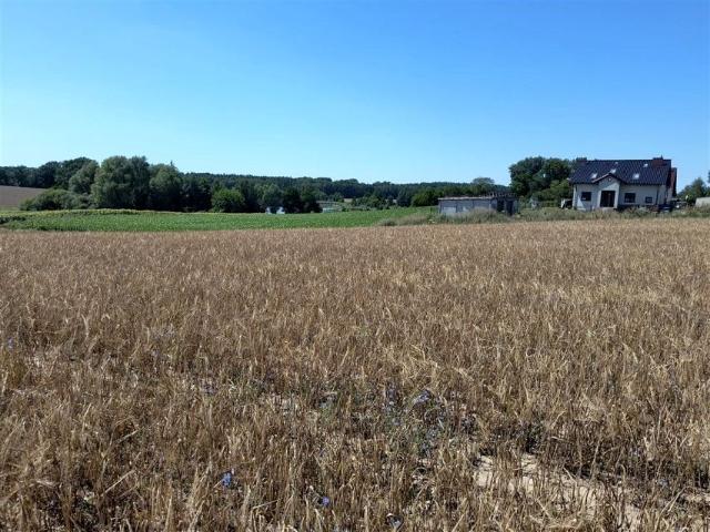 Wójtostwo 1 518 m², Wójtostwo