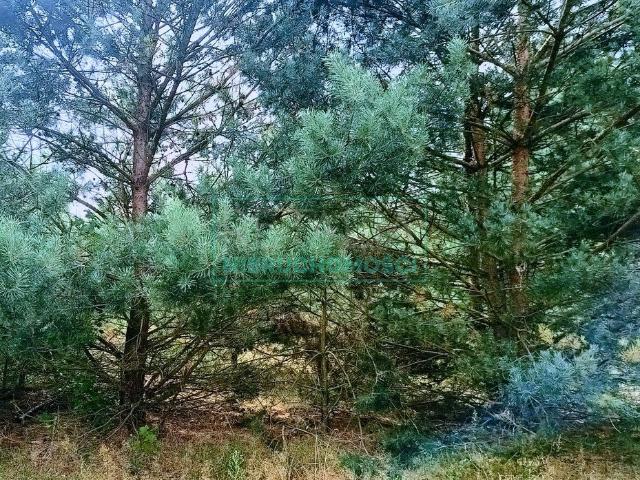 Działka siedliskowa 23 000 m² z lasem i budynkiem