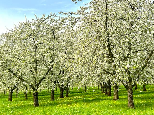 Rarität! Ehemaliger Bauernhof im Markgräflerland! Traumhafter Innenhof/ Scheune/ Winzerkeller usw
